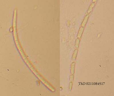macrostoma