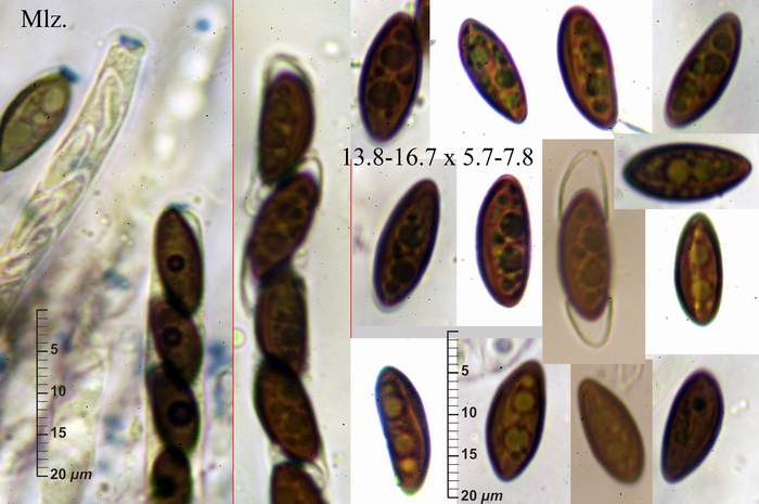 macrostoma