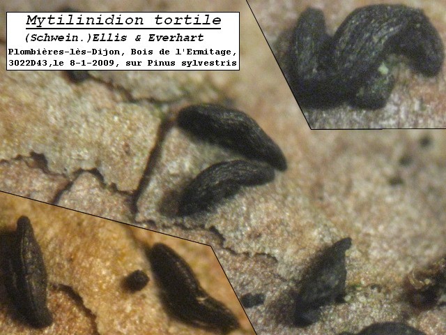 macrostoma