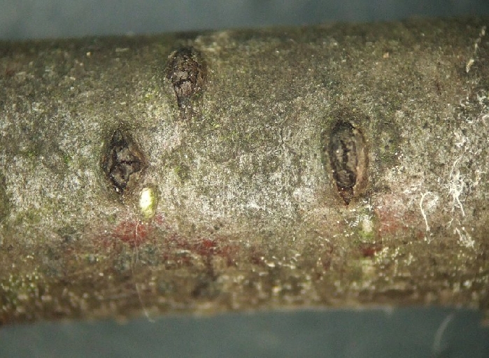 macrostoma