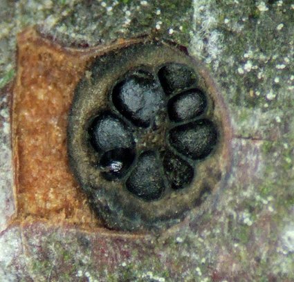 macrostoma