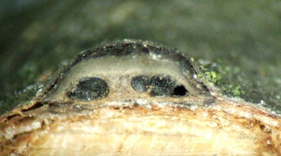 macrostoma