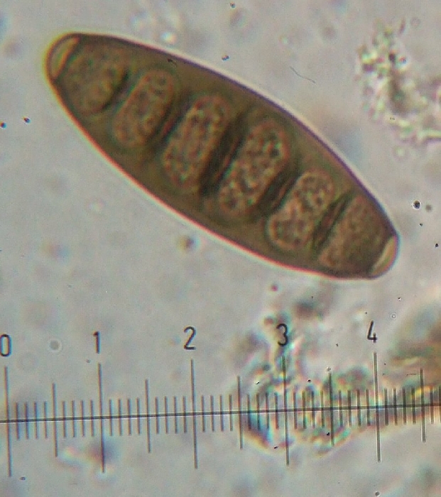 macrostoma