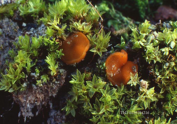 macrostoma