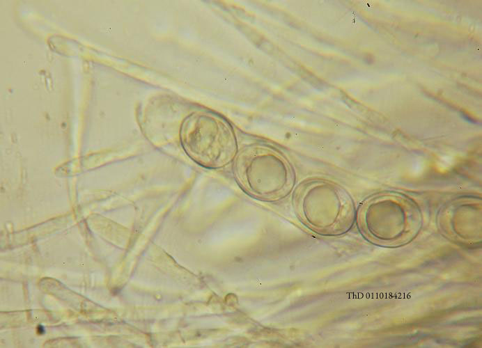 macrostoma