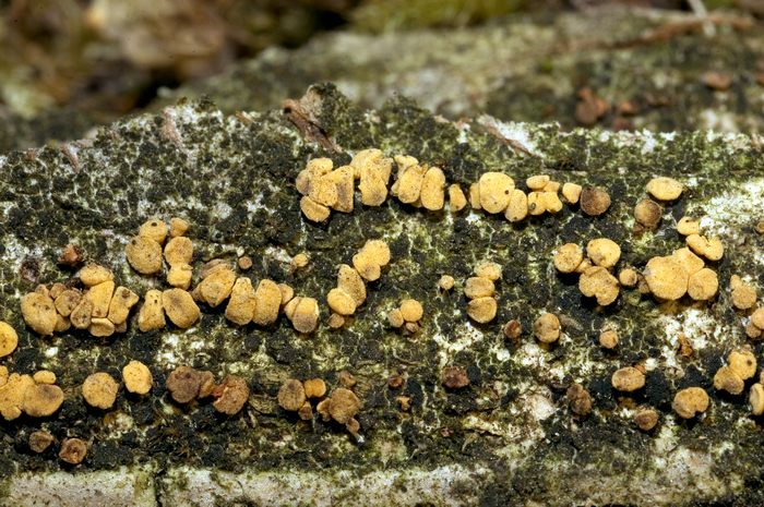 macrostoma
