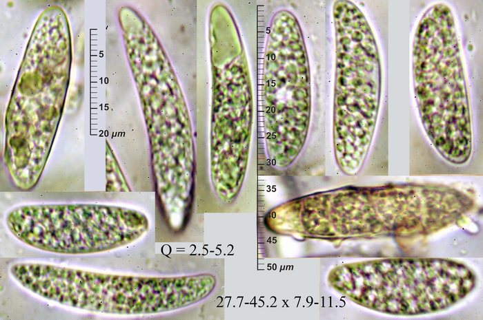 macrostoma