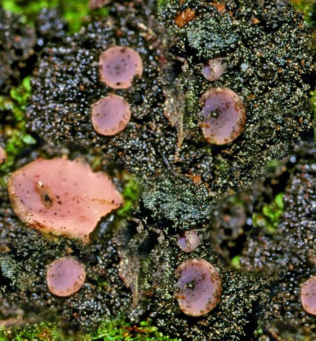 macrostoma