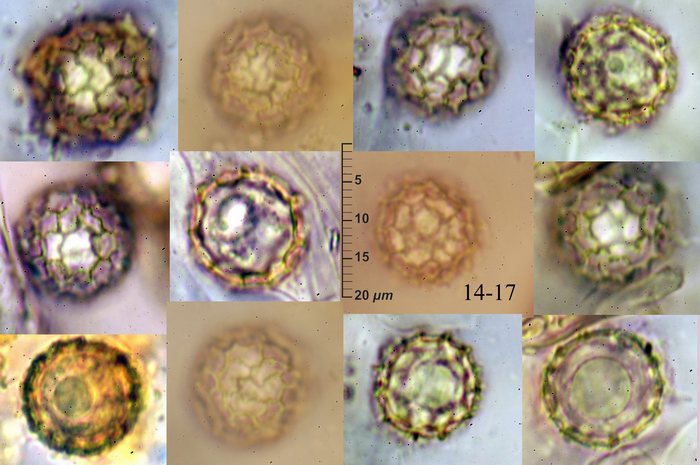 macrostoma