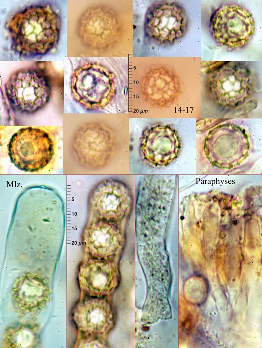 macrostoma