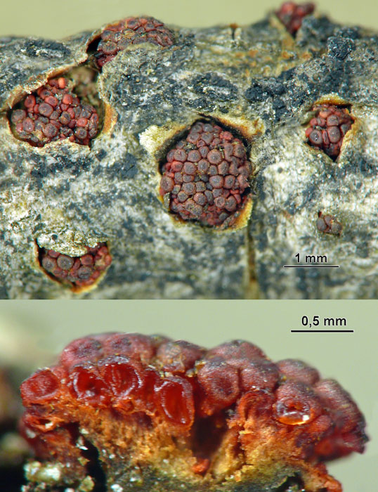 macrostoma