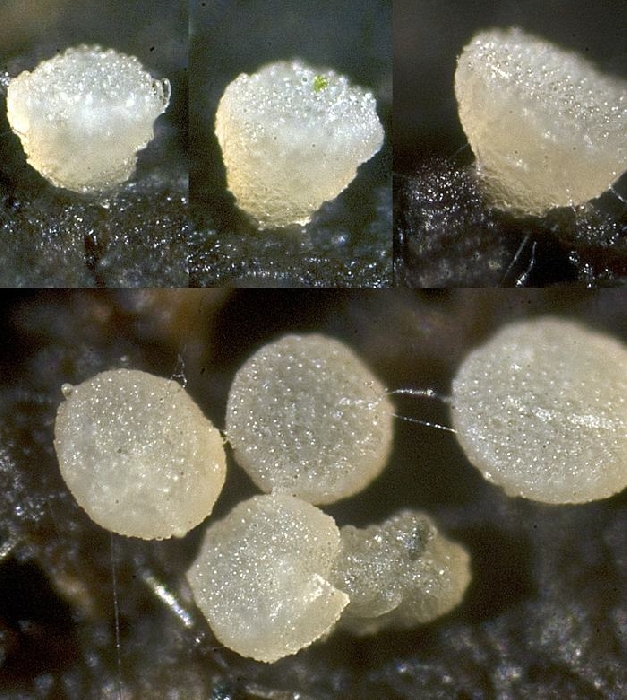 macrostoma
