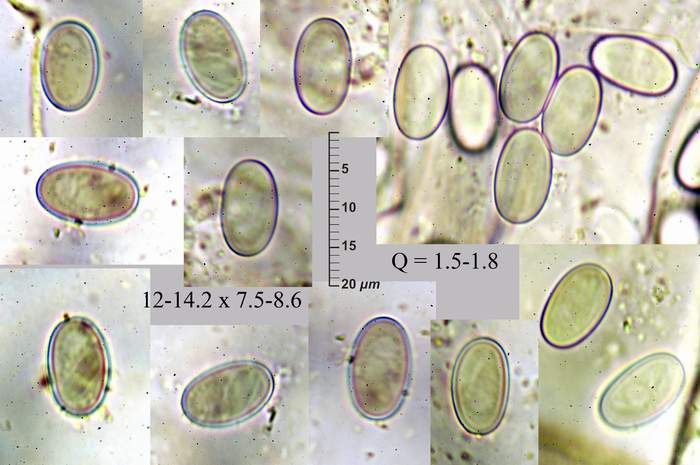 macrostoma
