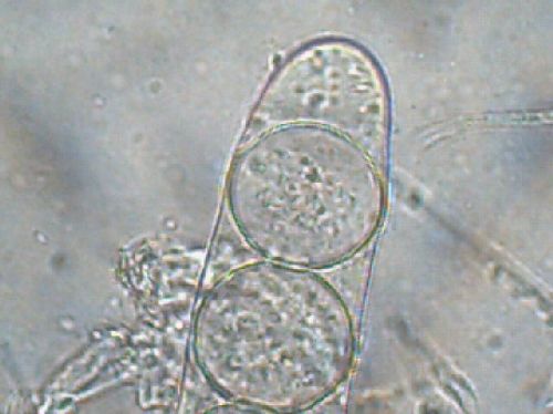 macrostoma