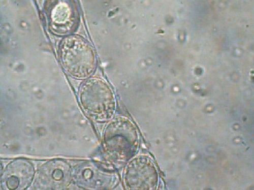macrostoma