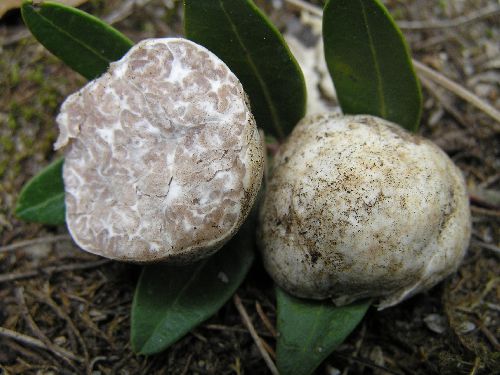 macrostoma