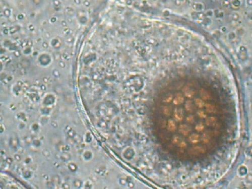 macrostoma