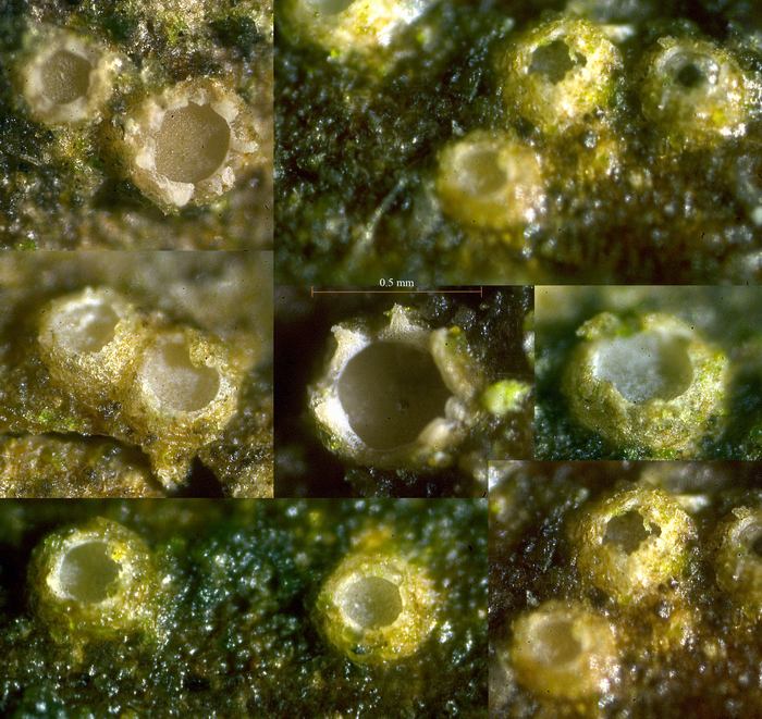macrostoma