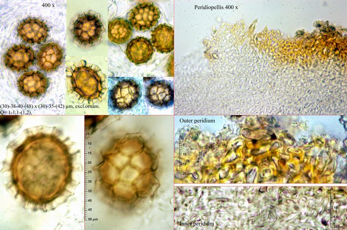 macrostoma