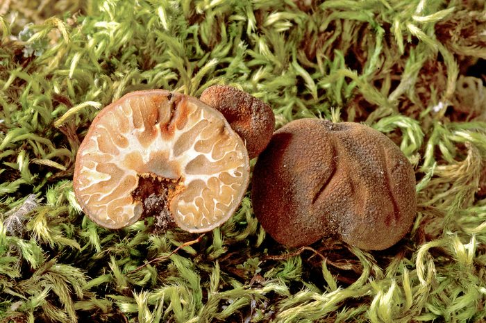 macrostoma