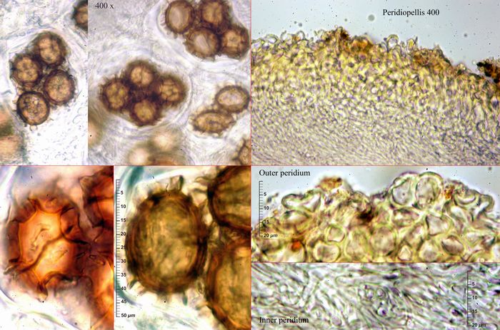 macrostoma