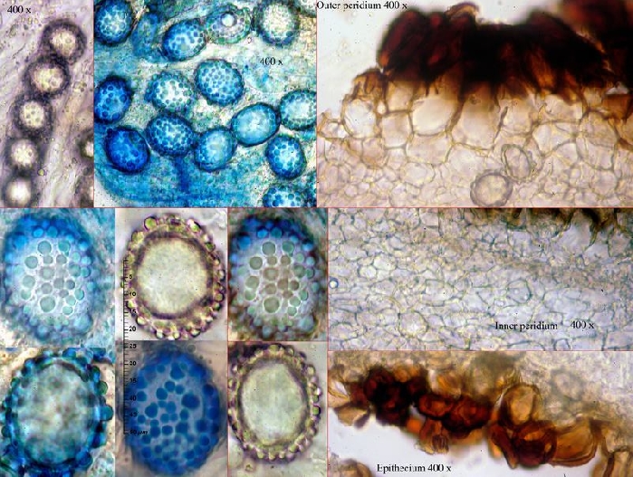 macrostoma
