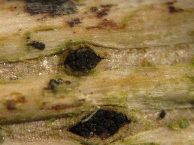 macrostoma