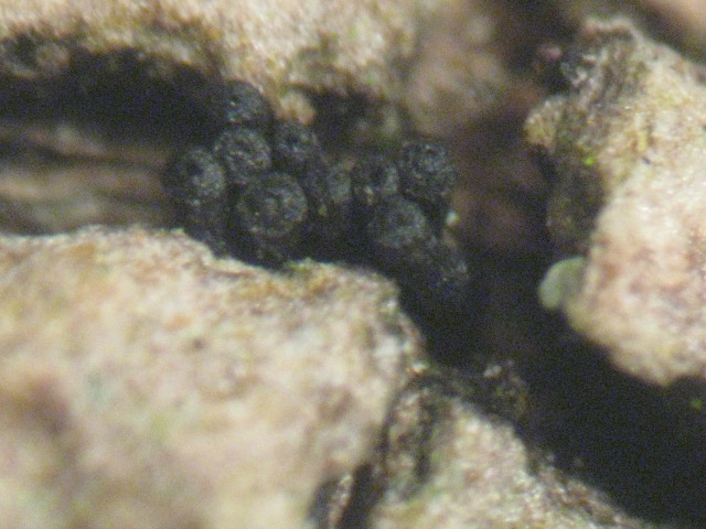 macrostoma