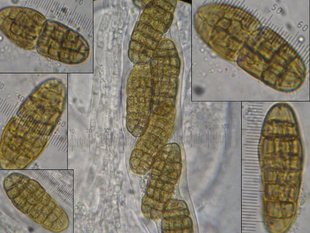 macrostoma
