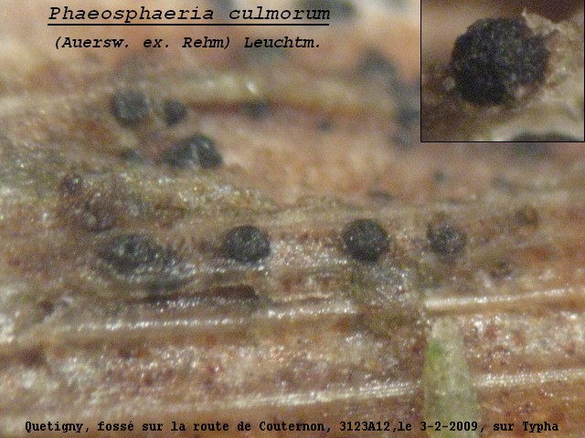 macrostoma