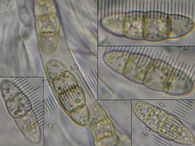 macrostoma