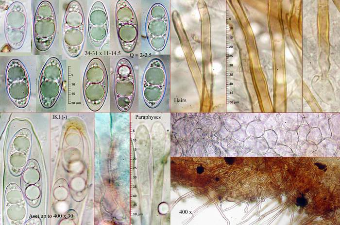 macrostoma