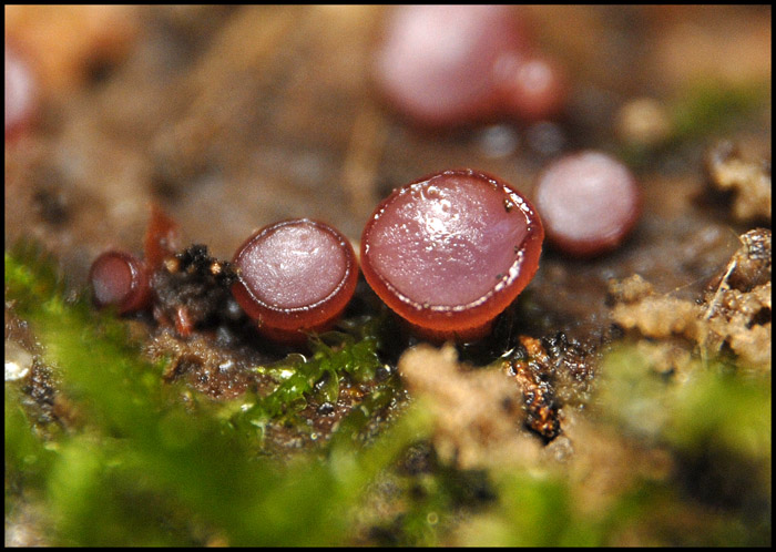 macrostoma