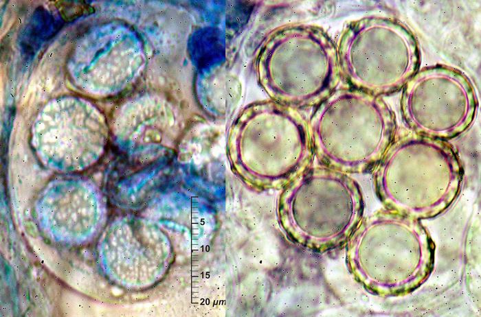 macrostoma