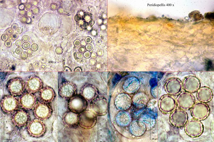 macrostoma
