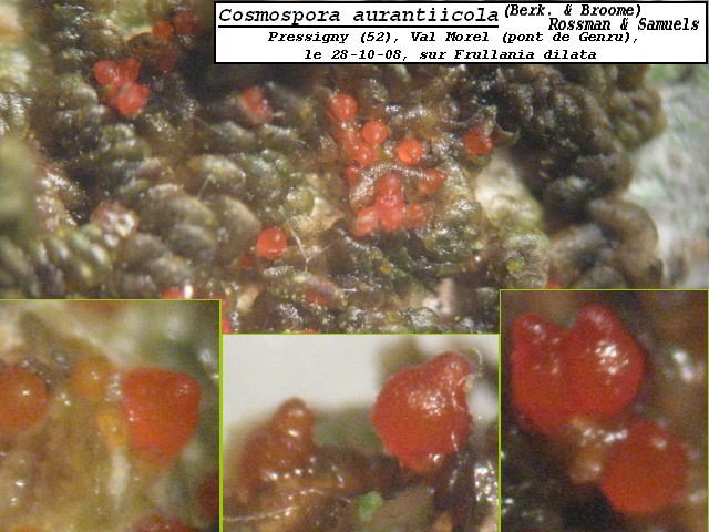 macrostoma