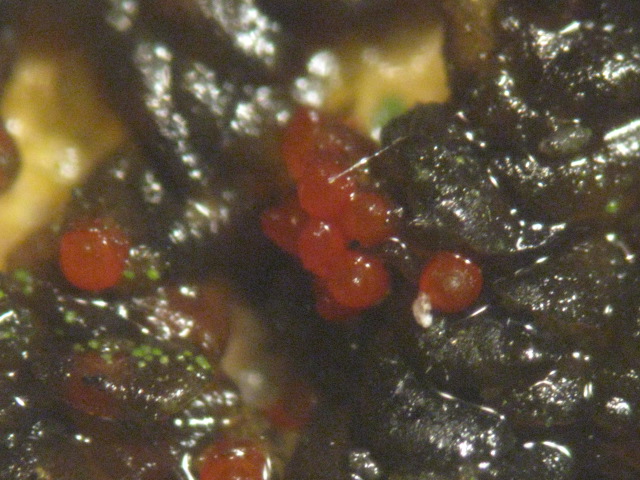 macrostoma