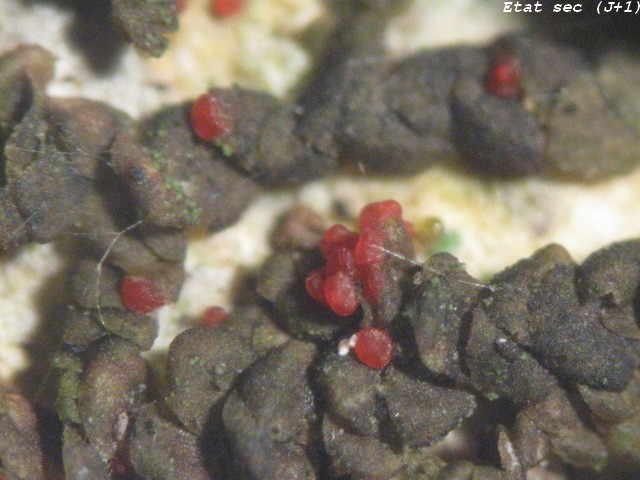 macrostoma