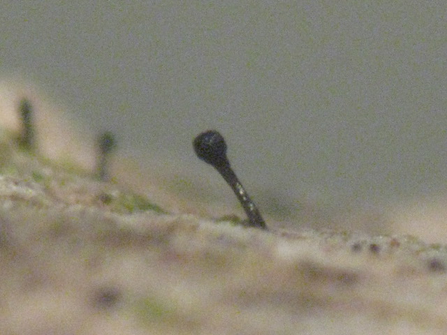 macrostoma