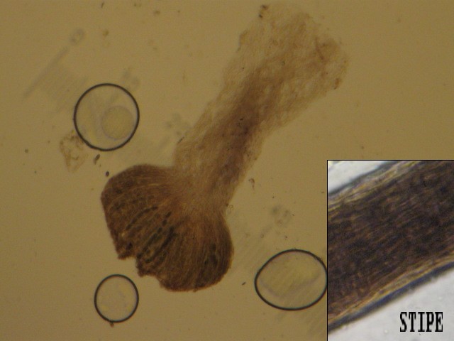 macrostoma
