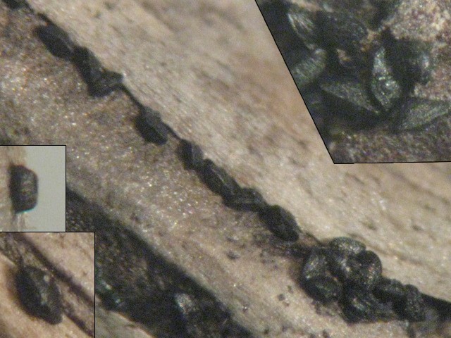 macrostoma
