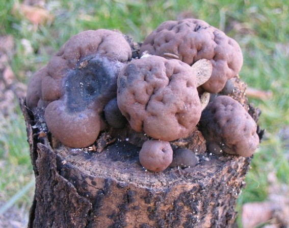 macrostoma