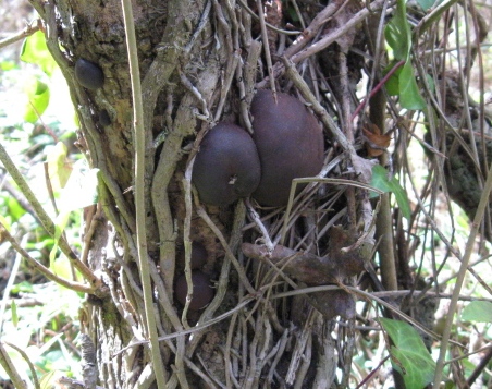 macrostoma