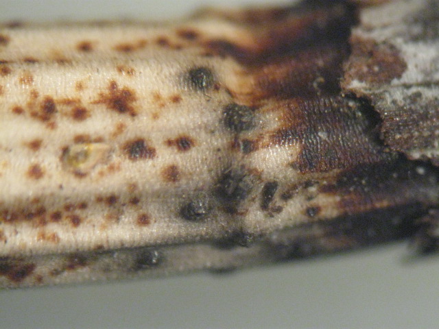 macrostoma