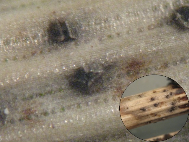 macrostoma