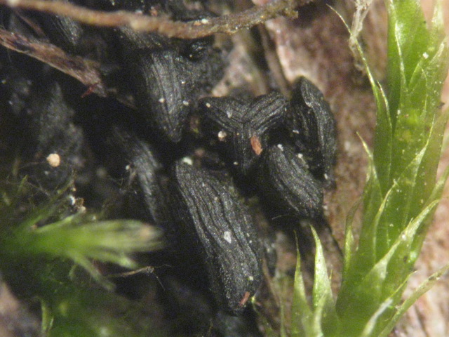 macrostoma