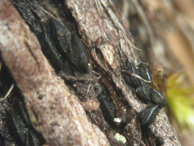 macrostoma