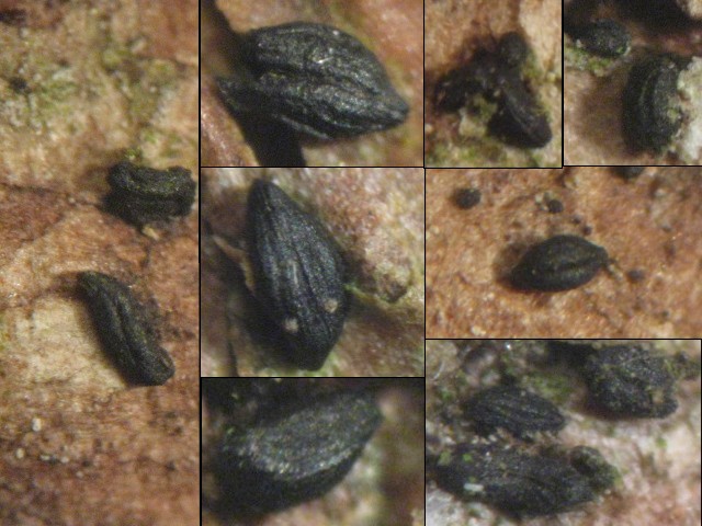 macrostoma