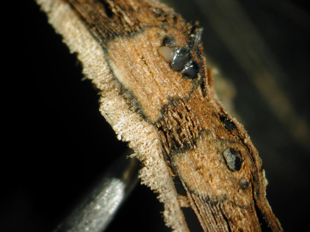 macrostoma