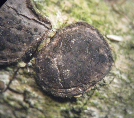 macrostoma
